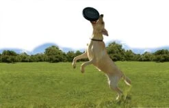 Kong Extreme Flyer 5 Kong Extreme Flyer -Beste Dierenwinkel 0035585123189 1