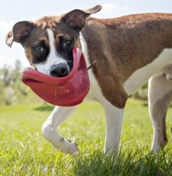 Kong Classic Flyer 7 Kong Classic Flyer -Beste Dierenwinkel 0035585129082 met hond 3