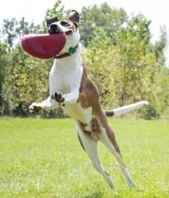 Kong Classic Flyer 6 Kong Classic Flyer -Beste Dierenwinkel 0035585129082 met hond 4