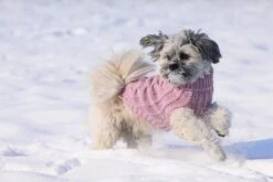 Designed By Lotte Hondentrui Haida Roze 7 Designed By Lotte Hondentrui Haida Roze -Beste Dierenwinkel 0766671 sfeer3