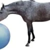 QHP Paardenvoetbal Blauw 100 Cm