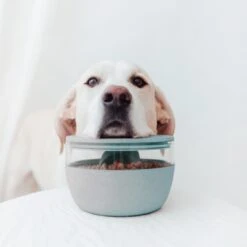 District 70 Treat Jar Ice Blue 7 District 70 Treat Jar Ice Blue -Beste Dierenwinkel 2J8A7537 1