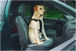 Beeztees Wandel- En Autotuig -Beste Dierenwinkel 6331