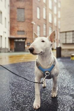 Hurtta Harnas Venture No-Pull Bilber -Beste Dierenwinkel 6410329340550 met hond 2