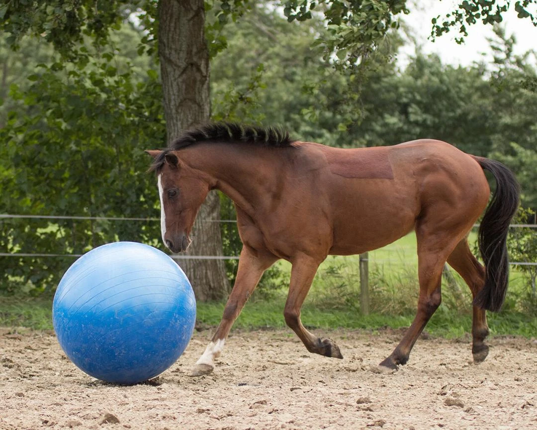 QHP Paardenvoetbal Blauw 80 - 100 Cm 2 QHP Paardenvoetbal Blauw 80 - 100 Cm - Afbeelding 2