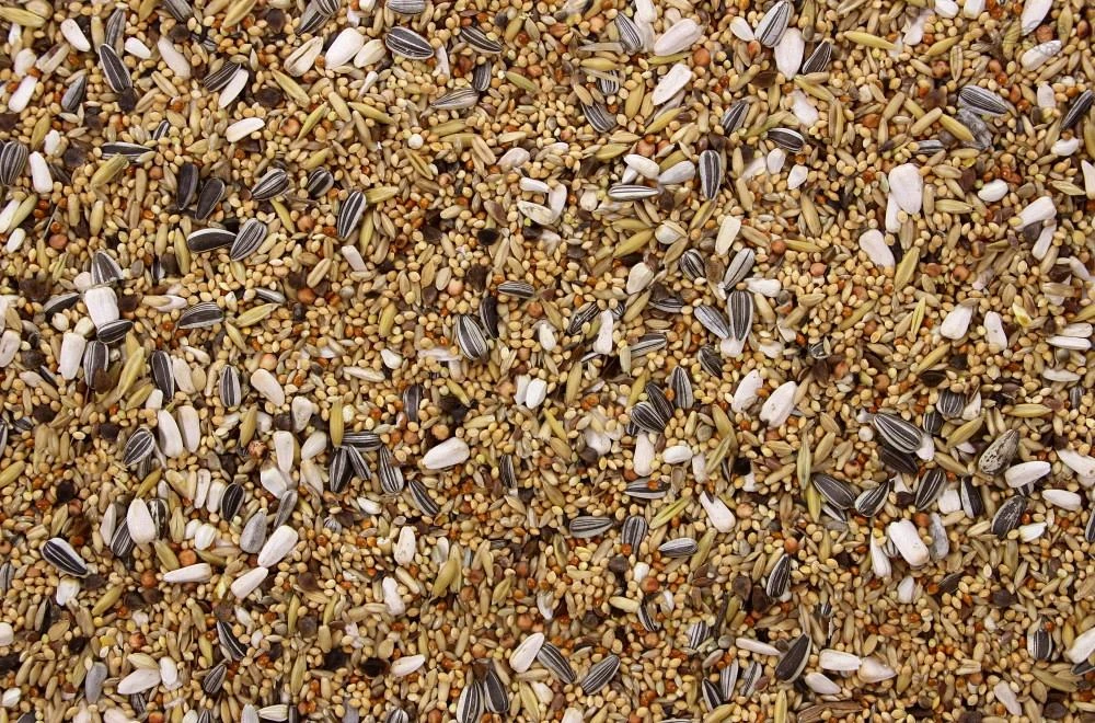 Grote Parkiet - Valkparkiet 20 Kg 3 Grote Parkiet - Valkparkiet 20 Kg - Afbeelding 3