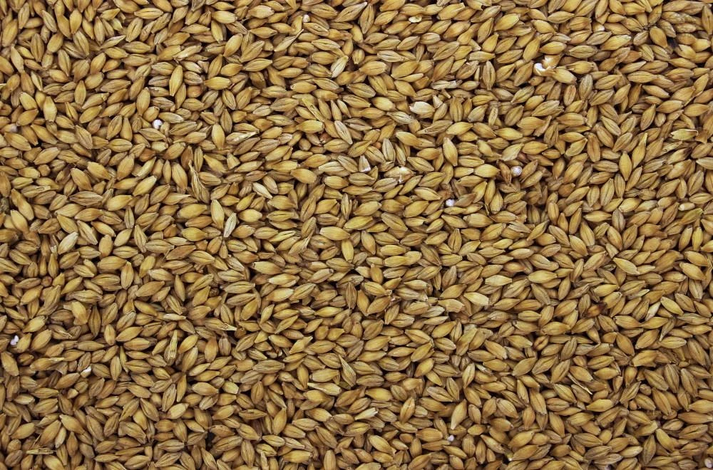 Gerst I 20 Kg 3 Gerst I 20 Kg - Afbeelding 3