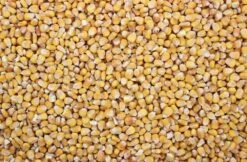 Mais Franse Heel 20 Kg 5 Mais Franse Heel 20 Kg -Beste Dierenwinkel 8715207201229 2