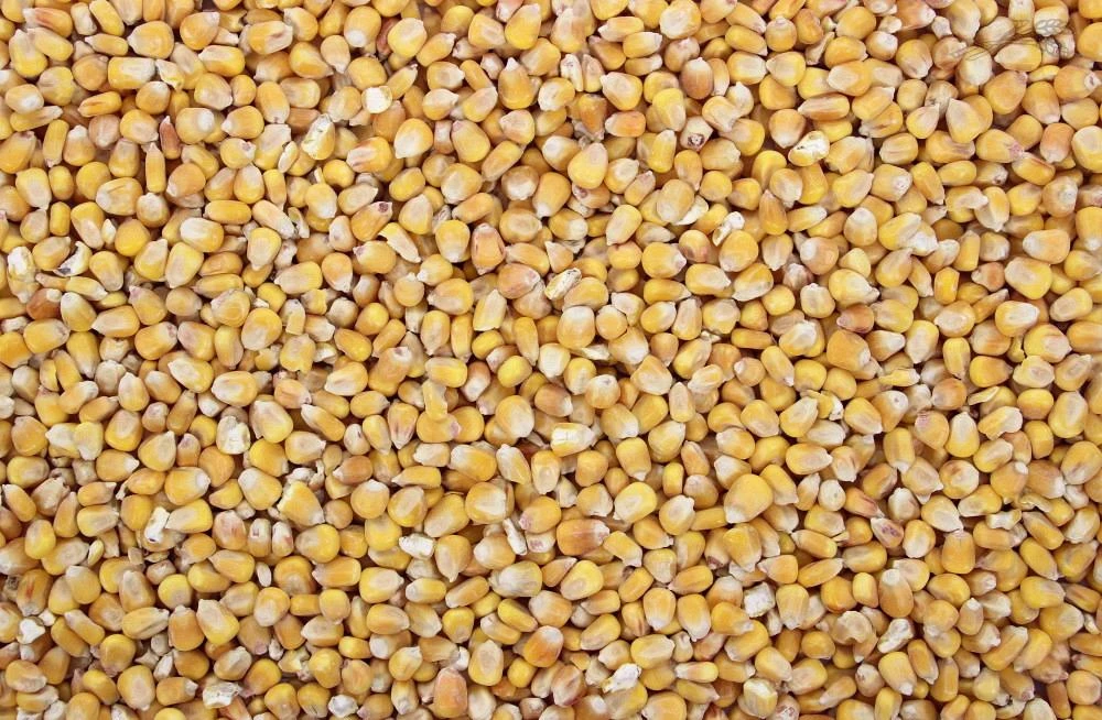 Mais Franse Heel 20 Kg 3 Mais Franse Heel 20 Kg - Afbeelding 3