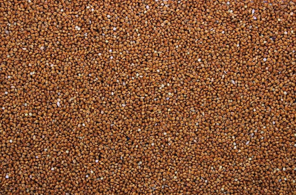 Milletzaad Rood 5 Kg 2 Milletzaad Rood 5 Kg - Afbeelding 2