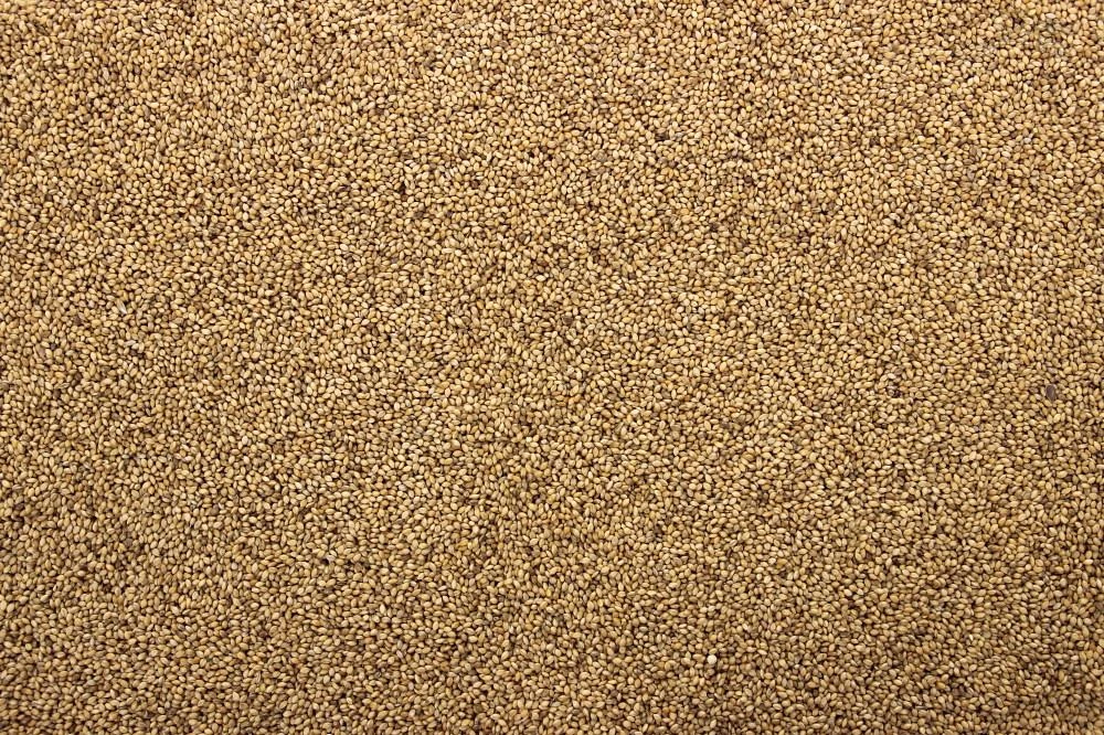 Senegalgierst - Panicum 4,5 Kg 2 Senegalgierst - Panicum 4,5 Kg - Afbeelding 2