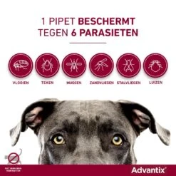 Advantix 100 4 Pipetten 6 Advantix 100 4 Pipetten -Beste Dierenwinkel Advantix pipettegen6parasieten
