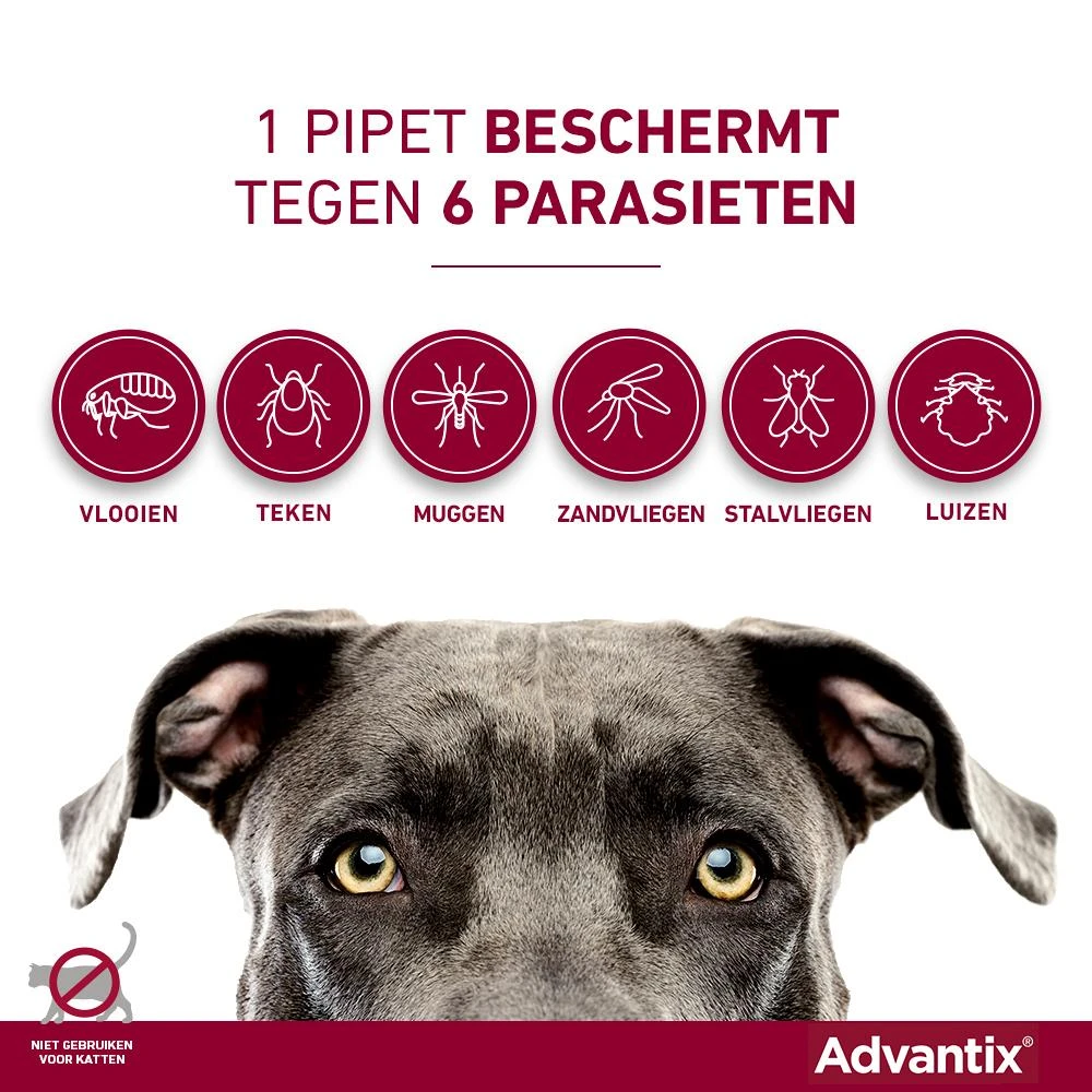 Advantix 100 4 Pipetten 3 Advantix 100 4 Pipetten - Afbeelding 3