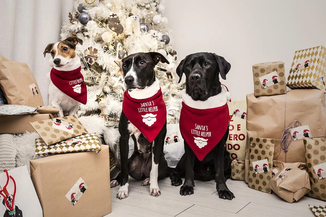 51 Degrees North Bandana Santa's Little Helper M 2 51 Degrees North Bandana Santa's Little Helper M - Afbeelding 2