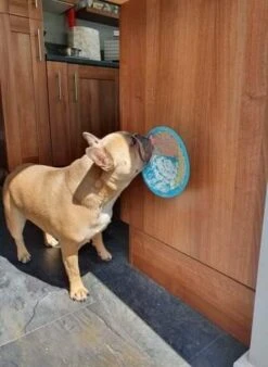 Lickimat Splash Turquoise 19 Cm -Beste Dierenwinkel Lickimat 3