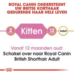 Royal Canin Kattenvoer British Shorthair Kitten 10 Kg 7 Royal Canin Kattenvoer British Shorthair Kitten 10 Kg -Beste Dierenwinkel royal canin british shorthair kitten kitten kat brits korthaar hero image 8