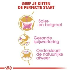 Royal Canin Kattenvoer British Shorthair Kitten 10 Kg 6 Royal Canin Kattenvoer British Shorthair Kitten 10 Kg -Beste Dierenwinkel royal canin british shorthair kitten kitten kat brits korthaar hero usp