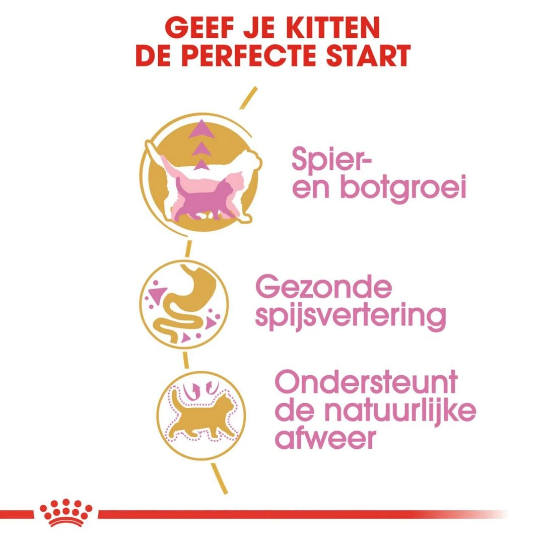 Royal Canin Kattenvoer British Shorthair Kitten 10 Kg 3 Royal Canin Kattenvoer British Shorthair Kitten 10 Kg - Afbeelding 3