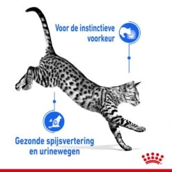 Royal Canin Kattenvoer Indoor In Jelly 12 X 85 Gr -Beste Dierenwinkel royal canin indoor sterilised jelly volwassen kat binnenkatten hero usp