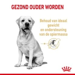 Royal Canin Hondenvoer Labrador Retriever Adult 5+ 3 Kg 5 Royal Canin Hondenvoer Labrador Retriever Adult 5+ 3 Kg -Beste Dierenwinkel royal canin labrador retriever adult volwassen hond labrador retriever vanaf 5 jaar hero usp