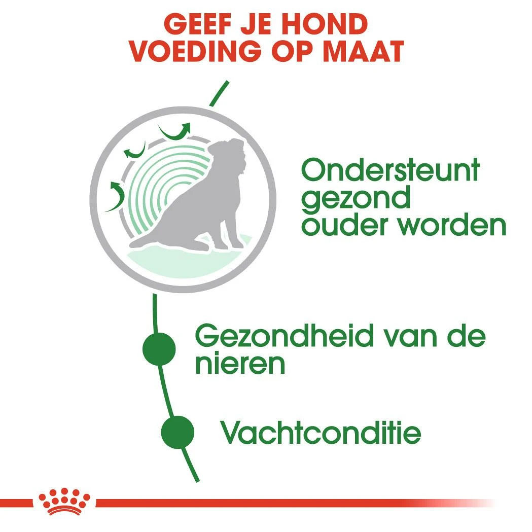 Royal Canin Hondenvoer Mini Ageing 12+ 12 X 85 Gr 4 Royal Canin Hondenvoer Mini Ageing 12+ 12 X 85 Gr - Afbeelding 4