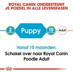 Royal Canin Hondenvoer Poodle Puppy 3 Kg 7 Royal Canin Hondenvoer Poodle Puppy 3 Kg -Beste Dierenwinkel royal canin poodle junior pup hond poedel hero image 9